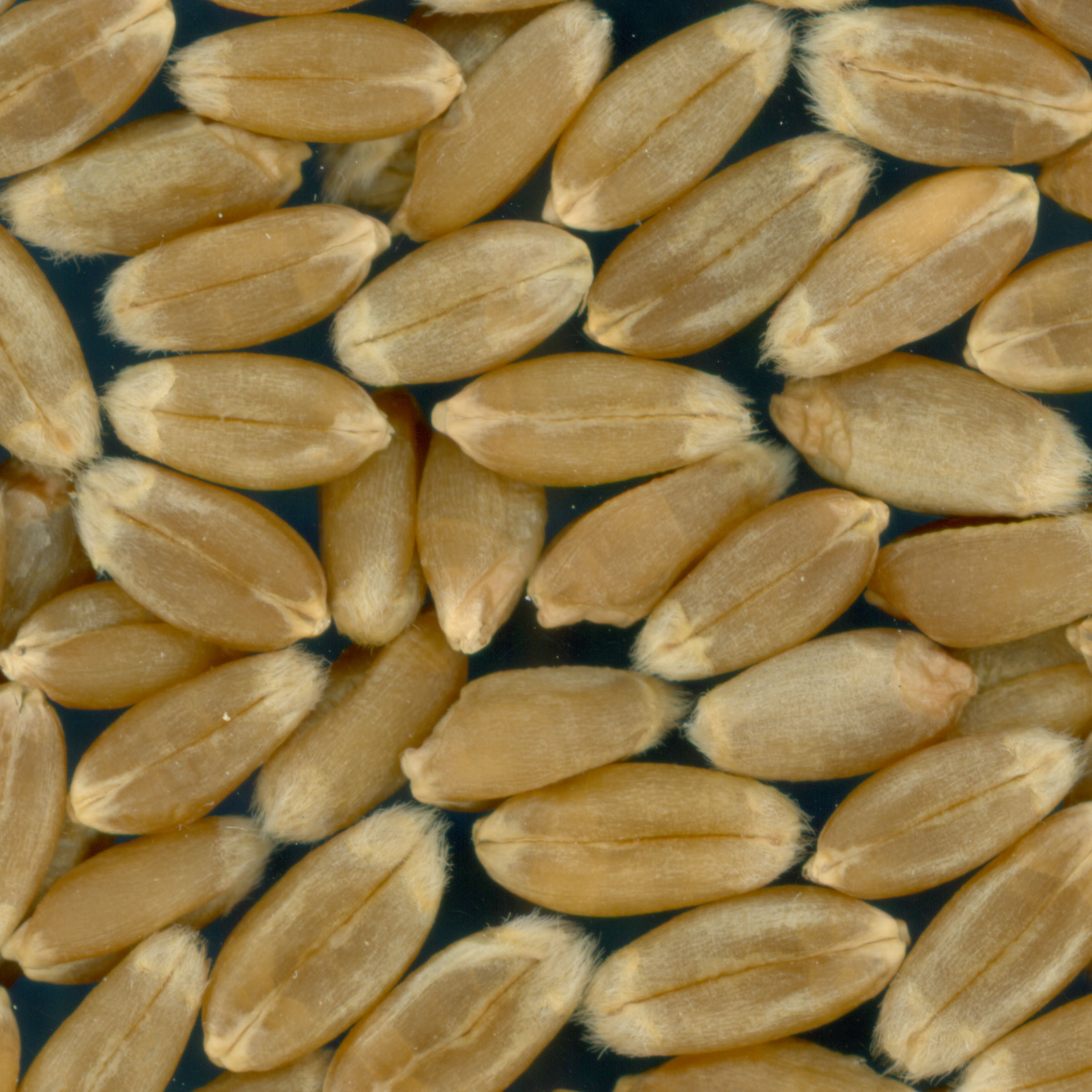 KERNELS